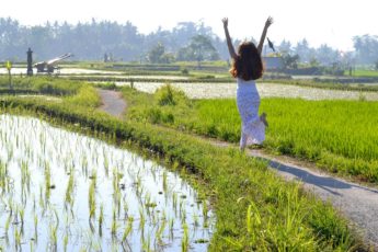 Какая живность живет в рисовых полях острова Бали?