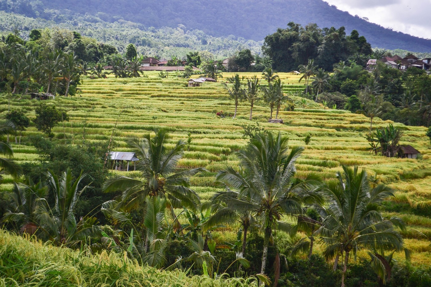 Красивые рисовые террасы на Бали