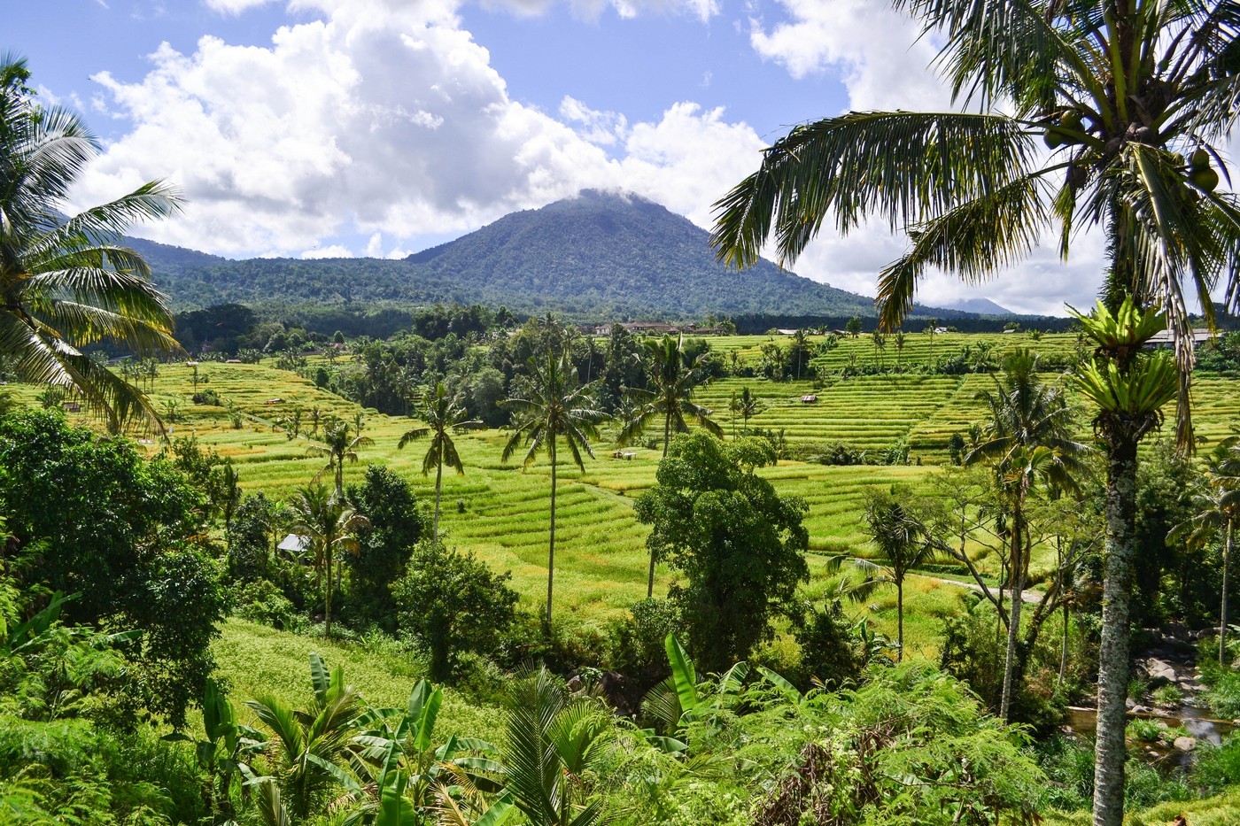 Красивые рисовые террасы на Бали