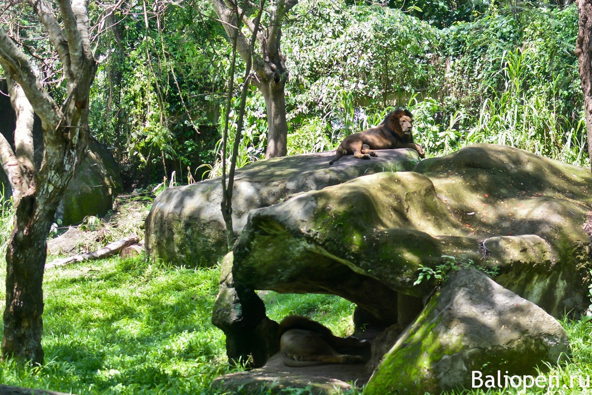 Бали Сафари Парк наш обзор и отзывы.