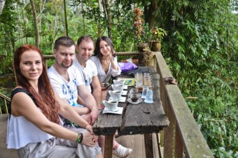 Кофейные плантации на Бали, где можно увидеть лювака?