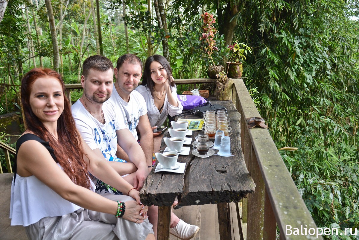 Кофейные плантации на Бали, где можно увидеть лювака?