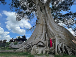 В гостях у  древнего дерева  Kayu Putih
