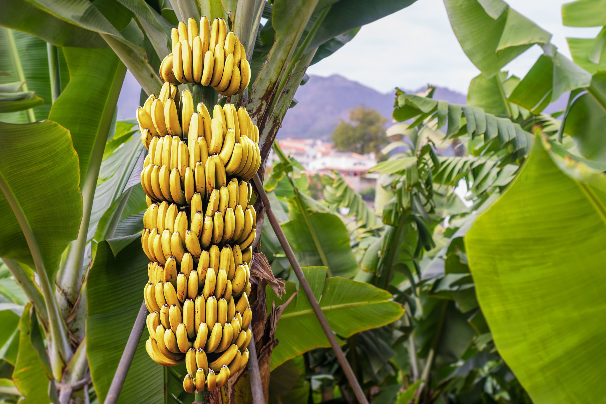 Где растут бананы картинки
