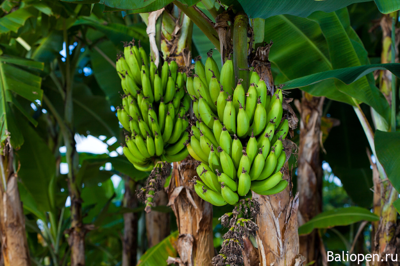 Ешь бананы, пей кокосы, остров Бали